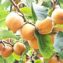 삼매2리 경로당 이미지