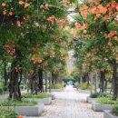 부천중앙공원 이미지