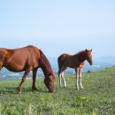 강아지랑 고양이 이미지
