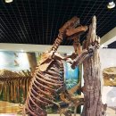 3D공룡체험박물관 Daum카페