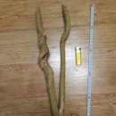 오늘도꽈배기 이미지