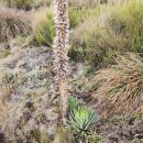 상록자이언트 이미지