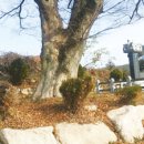 새터 대평농장 Daum카페