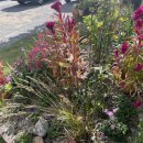 화창한약국 이미지