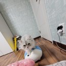 몽이냥이 이미지