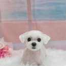 부티크멍 애견미용실 이미지