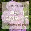 도심속에작은야생화 | 부산 수국 명소 가덕 외양포 야생화 단지 수국 개화 상황 솔직 후기와 스톤라운지 후