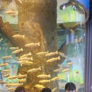 반월경희대태권도 이미지