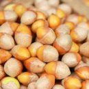 은행 열매 효능 칼로리 은행 하루 섭취량 독성 이미지