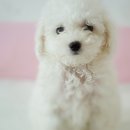 뽀송뽀송 이미지