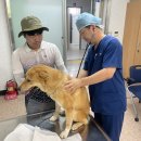 진도개메디컬센터 이미지