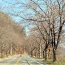 유곡마을 회관앞 이미지