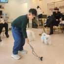 조아펫 | 이태원 아이조아 펫파크 가격 및 방문후기