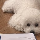 헤이호우