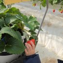 스마트팜 | 부안 딸기 따기 체험 가족 방문 후기, 스마트팜 규모가 남달라요