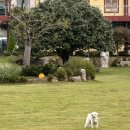 왈왈스테이 이미지