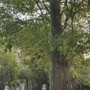 [슈퍼클래식]  싱가포르 차이니즈 오케스트라 | [싱가포르] 가든스 바이 더 베이 "슈퍼트리쇼" : 이걸 싱가포르에서는 매일 무료로 볼 수 있다고...