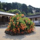 연꽃다실 | 강원도 가볼만한곳 강릉 선교장 능소화 명소 당일치기 데이트 코스