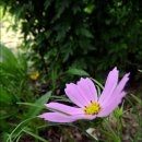 대전둘레산길(11구간) 이미지