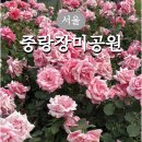 목동천 | [중랑] 장미축제 이후 만개한 중랑장미공원 주차 가는법 총정리