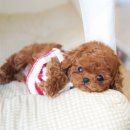 아담스펫 강아지분양 고양이분양 인천본점 이미지