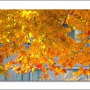 매헌초등학교 이미지