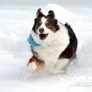 산토끼