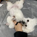 개털깎는여자 이미지