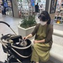 우아한강아지 | 수원 스타필드 펫모차(강아지유모차)대여 후기, 방법