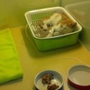 페트로동물의료원 이미지