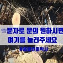 청원벌목