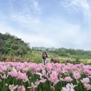 (주)중앙해수랜드 | 튤립축제 천안 피나클랜드 수목원 방문후기 (포토스팟 &amp; 주차정보)
