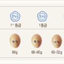계란 (달걀) 신선하게 보관하는 법 (좋은 계란구별법) 이미지