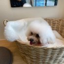 도그 윤 이미지