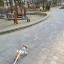 슈나우펫 이미지