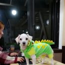 쁘띠시앙 이미지