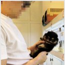 펫퍼스트 24시 강아지분양 고양이분양 파주운정점 이미지