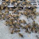 내검농장 이미지