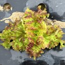 장암농장 이미지