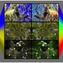 벌과나비 이미지