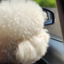 보광산관광농원 | 240518 [증평 애견동반] 벨포레 모토아레나 (남도예담, 브리스킷346), 보광산관광농원 바비큐