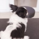 슈앤트리 이미지