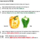 피망 이미지