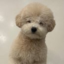 글로리퍼피 이미지