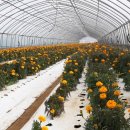 동중농장 이미지