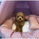 강아지와고양이 이미지