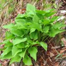 지천소공원 이미지