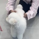 나나애견 | 대구 송현동 전문적이고 친절한 애견미용 추천 위드나나