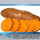얌(YAM) 이미지