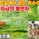 푸른사료 이미지